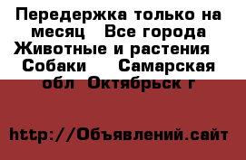 Передержка только на месяц - Все города Животные и растения » Собаки   . Самарская обл.,Октябрьск г.